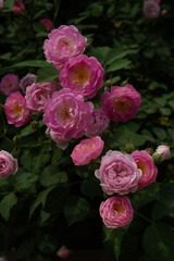 DSC06322.JPG