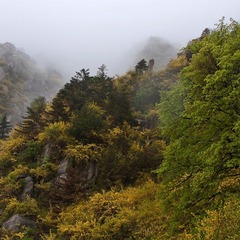 五月泰山连翘