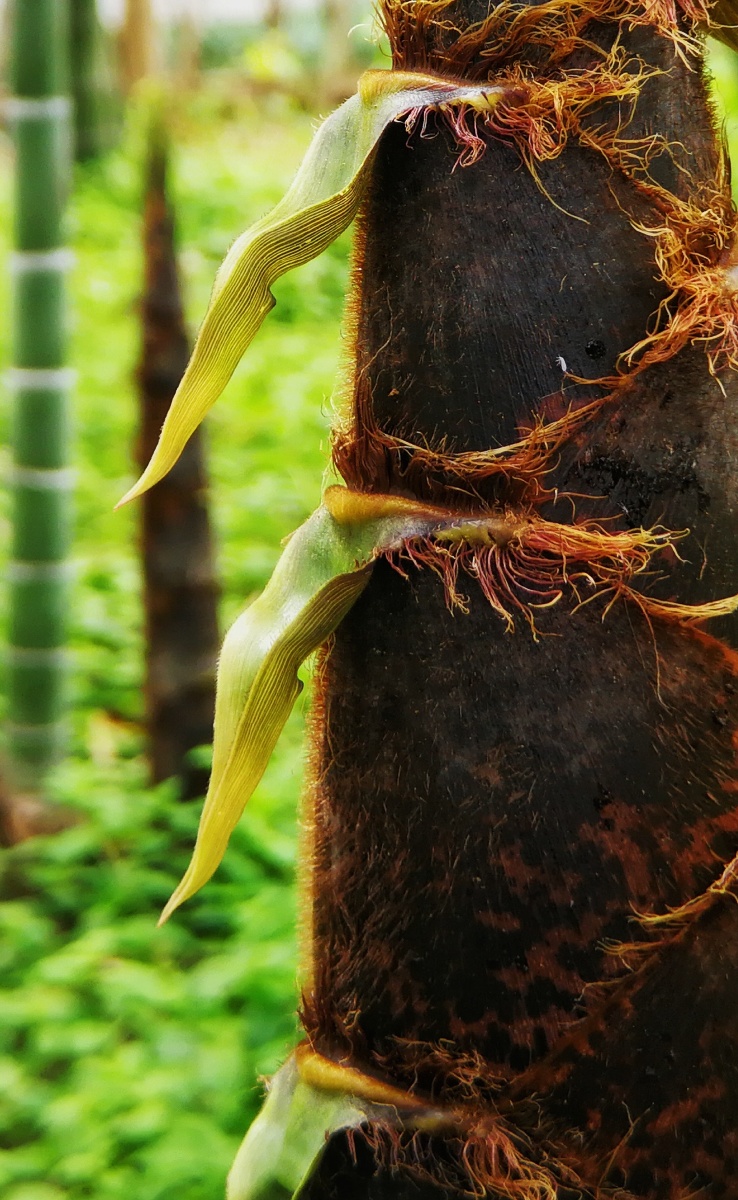 新竹- 清茶350 - 图虫网 - 优质摄影师交流社区