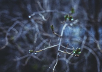 IMG_4771-2