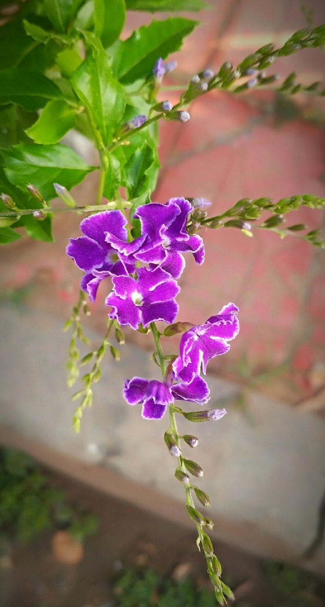 644_1200竖版 竖屏