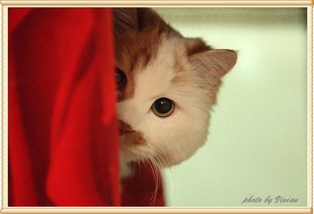 躲猫猫