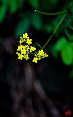 IMG_0082.jpg