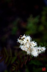 IMG_0142.jpg