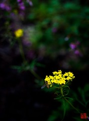 IMG_0183.jpg
