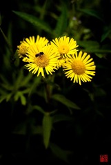 IMG_0250.jpg