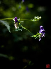 IMG_0380.jpg