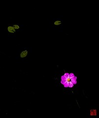 IMG_0449.jpg