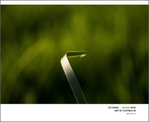 夏日的蜻蜓15.jpg