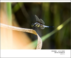 夏日的蜻蜓01.jpg