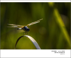 夏日的蜻蜓07.jpg