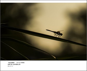 夏日的蜻蜓23.jpg
