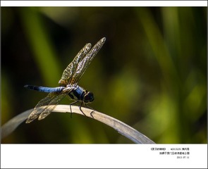 夏日的蜻蜓08.jpg