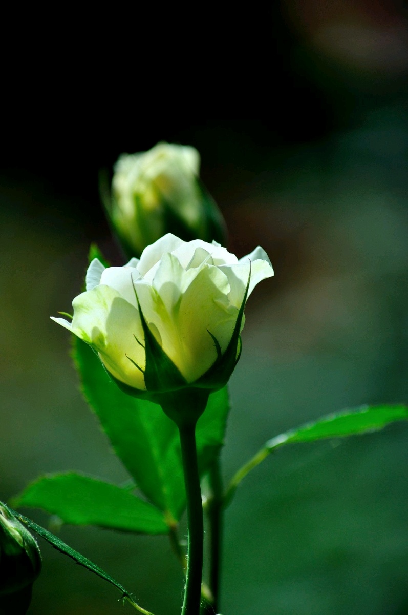 晶莹剔透的白月季花