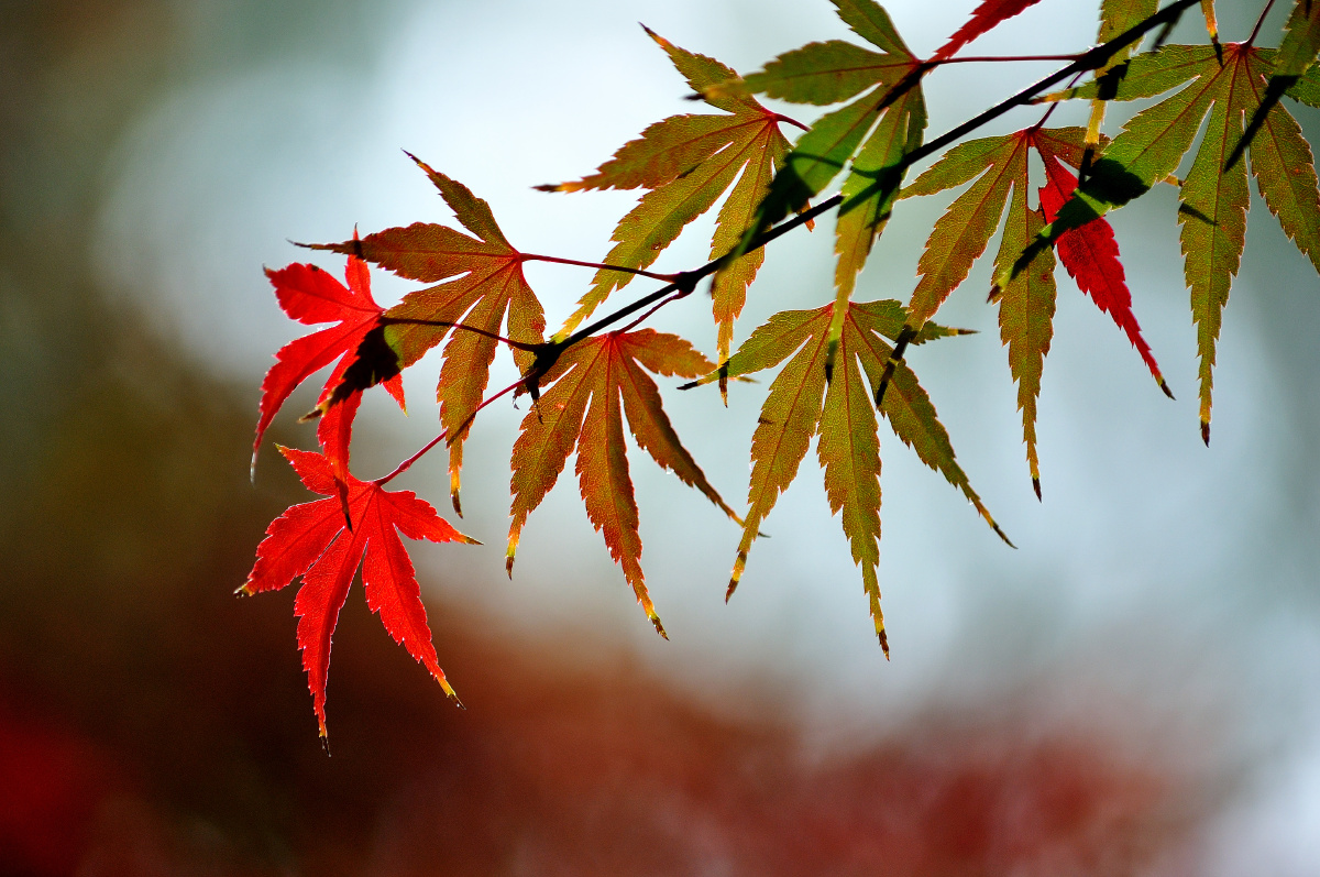 大榕树223 - 图虫网 - 优质摄影师交流社区