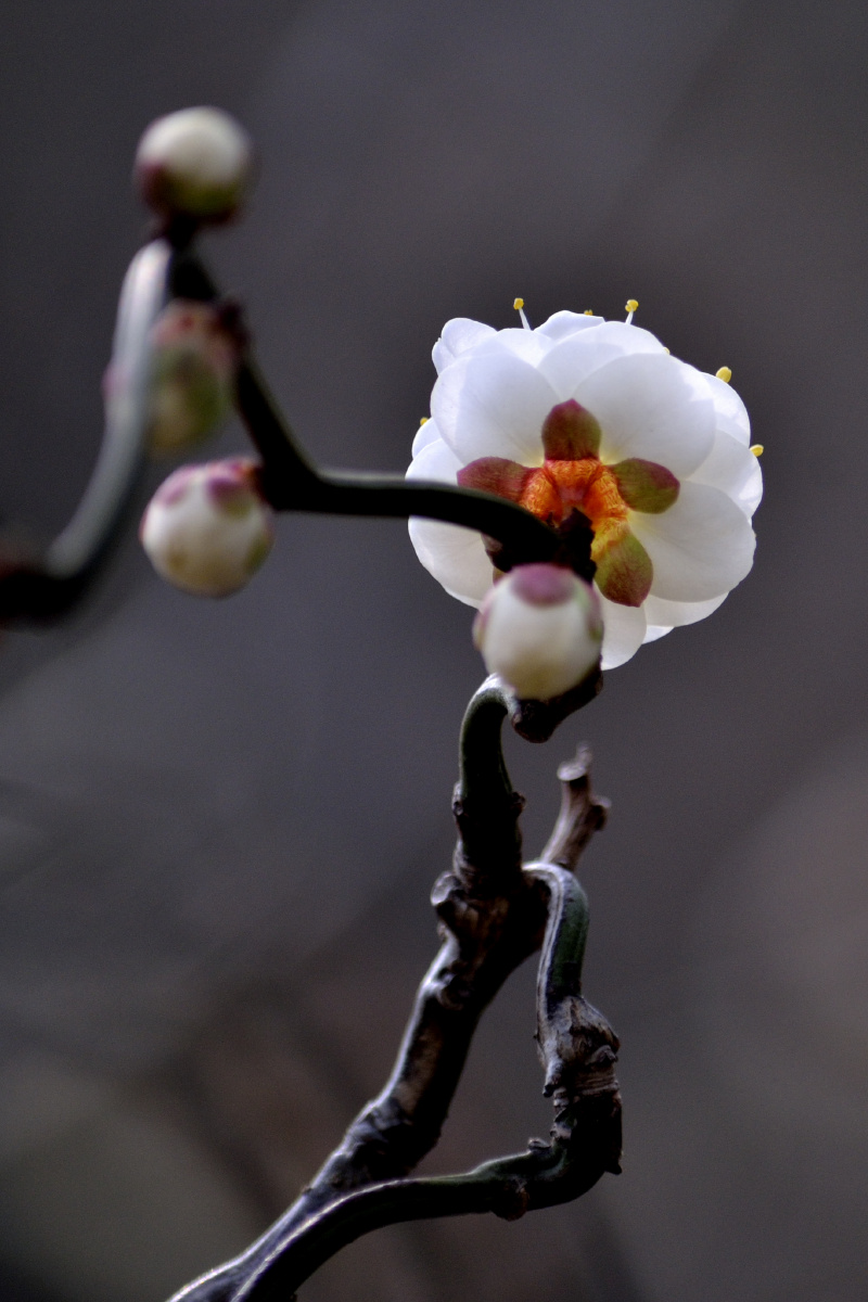 梅中精品龙游梅