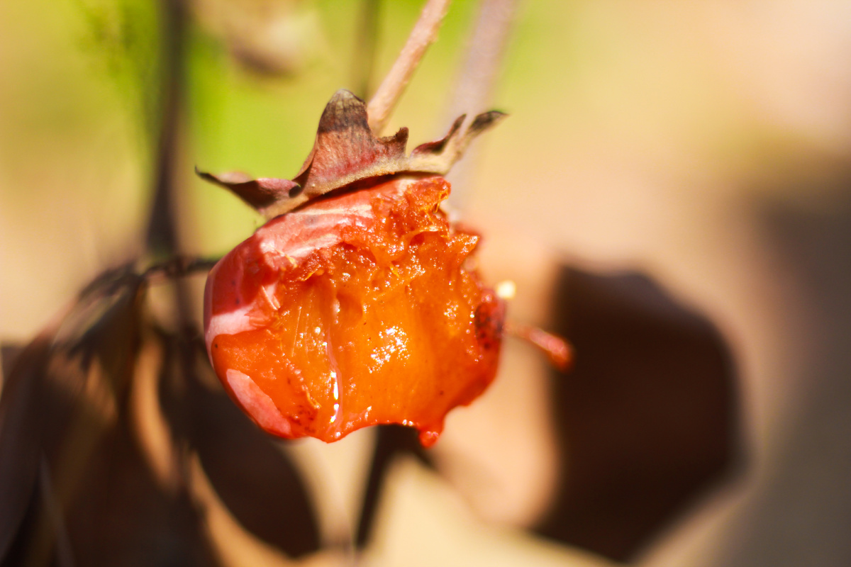 疫情期间拍辣椒