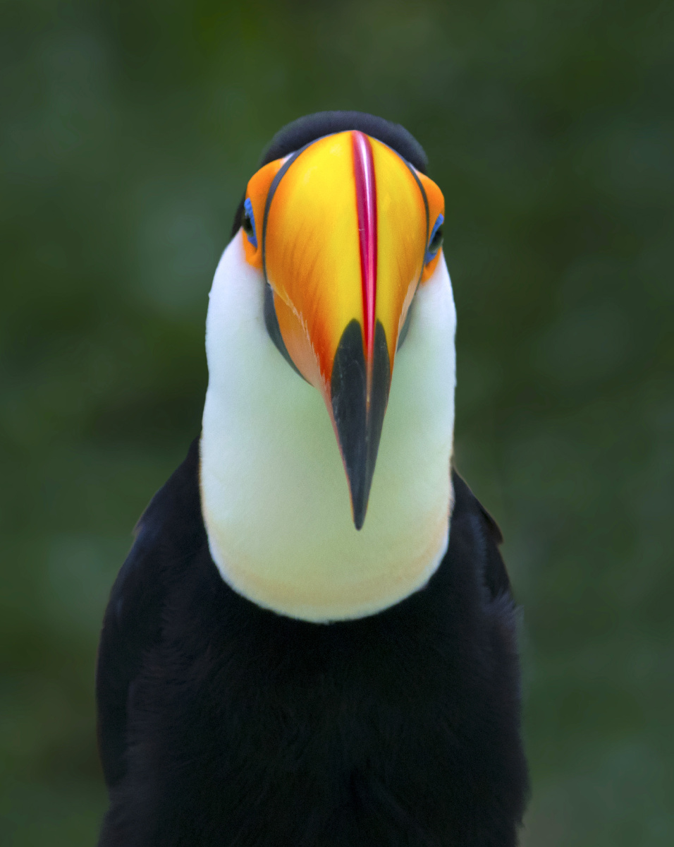 绅士(巴西国宝大嘴鸟)