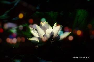 DSC5_5811