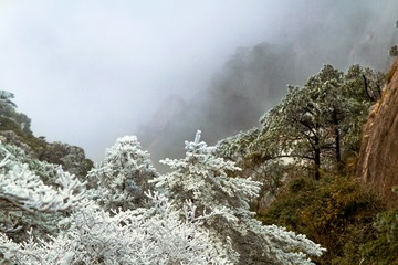 晨雾中的雪松