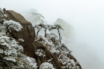 三清山的雪松