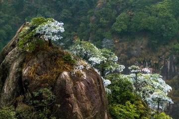 雪松