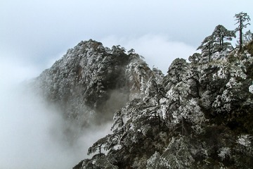 三清山的雪松-2