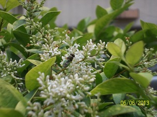 100_3974.jpg