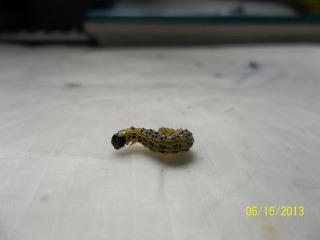 100_4393.jpg