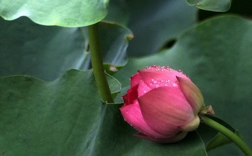 IMG_6630.jpg