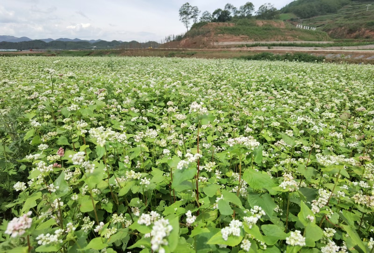 大片的苦荞花