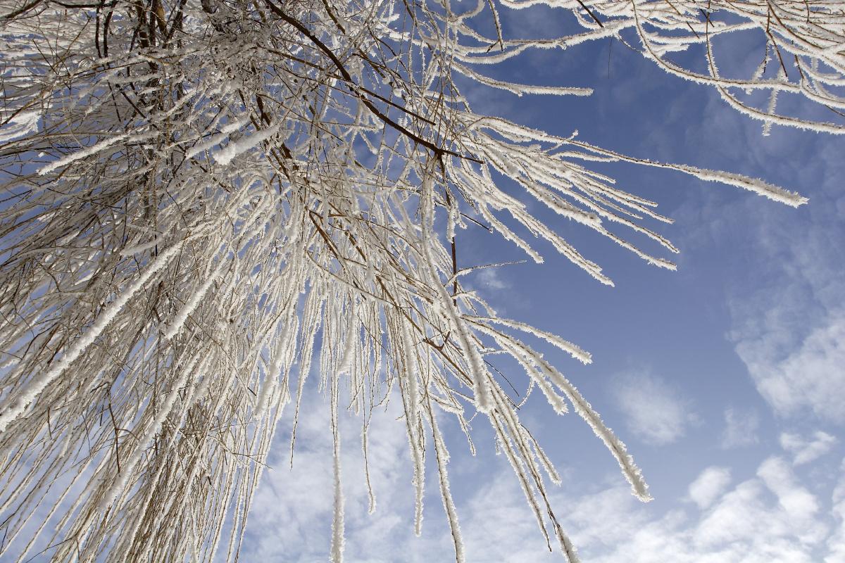 黄钩蛱蝶<br />
摄于夏天，在一棵丁香上发现的