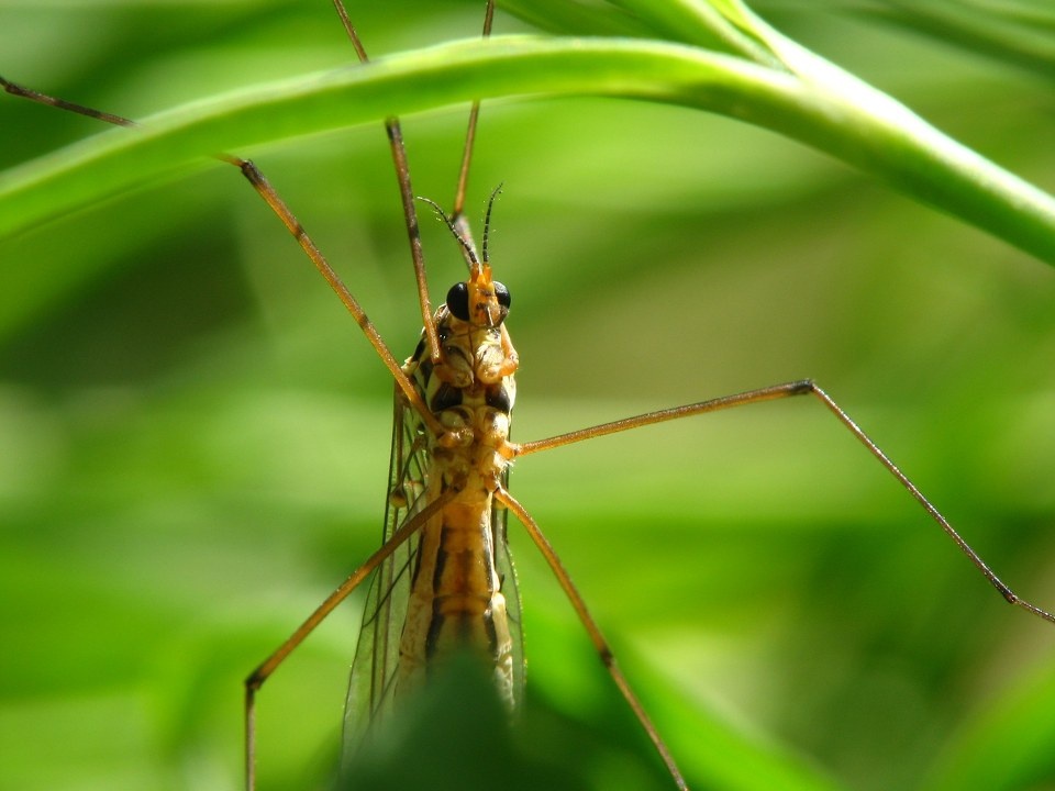 昆虫杂烩 - 昆虫杂烩 - 小晗的心 - 图虫摄影网