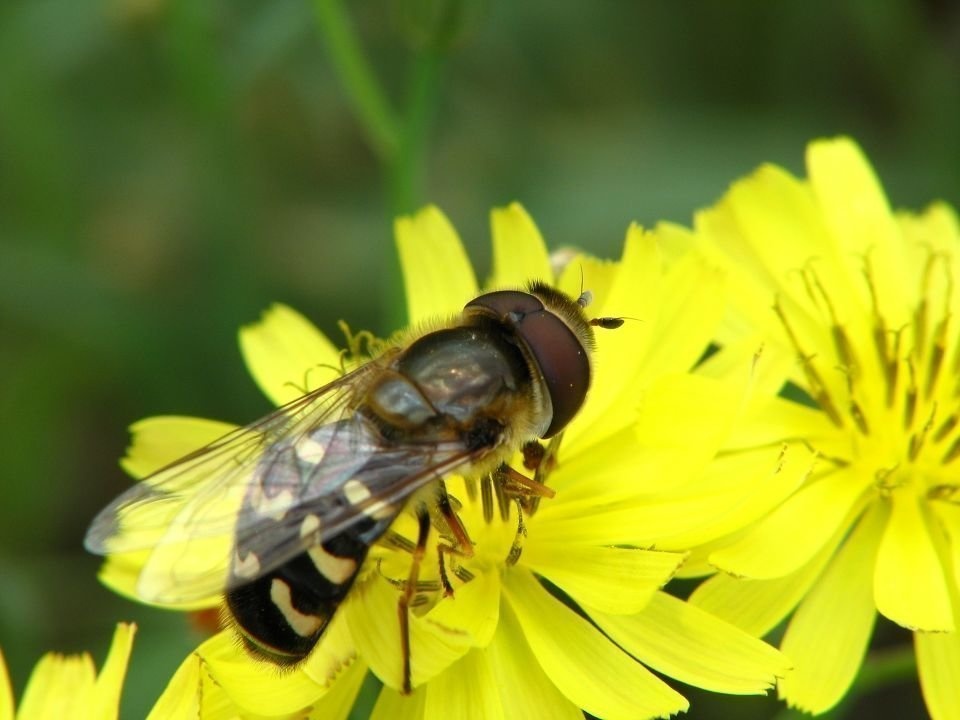 食蚜蝇<br />
用近摄镜所拍，本体很小，不足一厘米<br /><br />
双翅目 食蚜蝇科