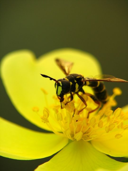 黄斑眼蝇<br />
双翅目 眼蝇科<br /><br />
拟态黄蜂