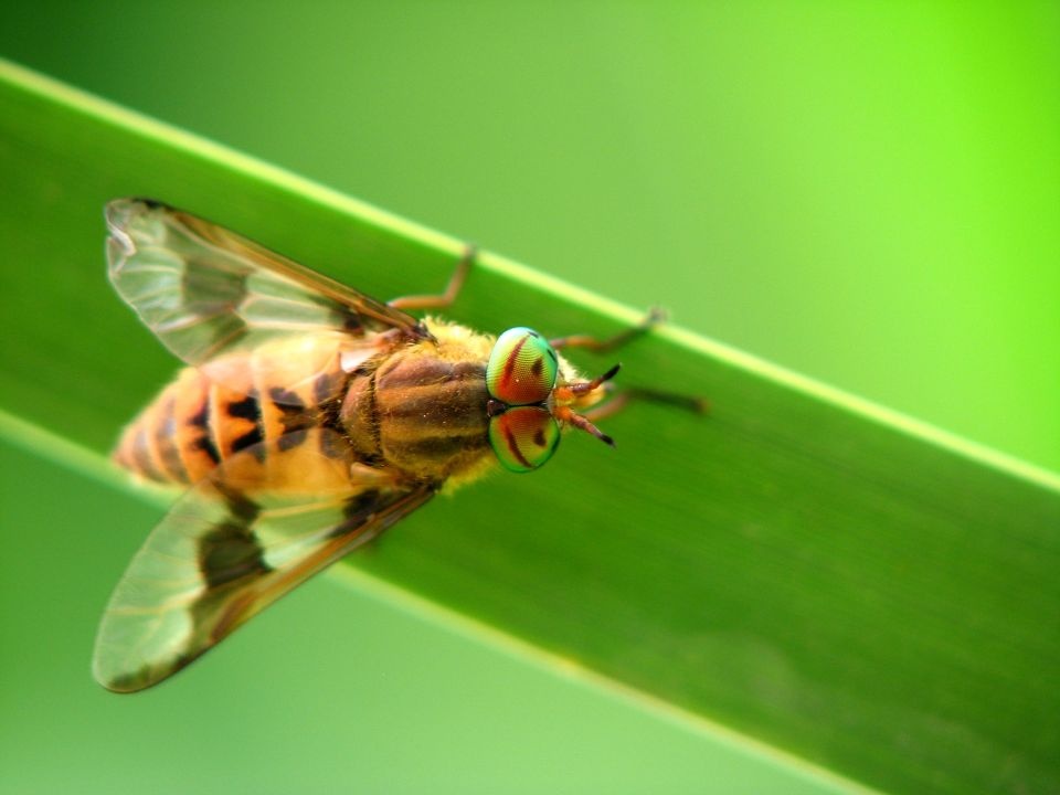 水虻<br />
双翅目，水虻科