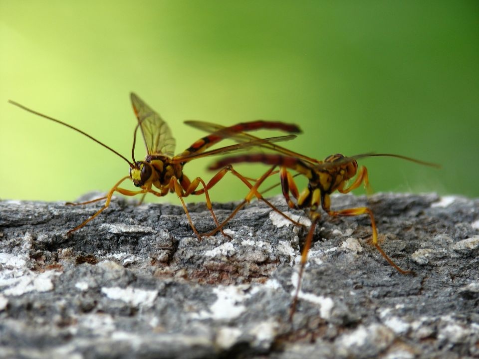悬茧姬蜂<br />
膜翅目 姬蜂总科<br /><br />

