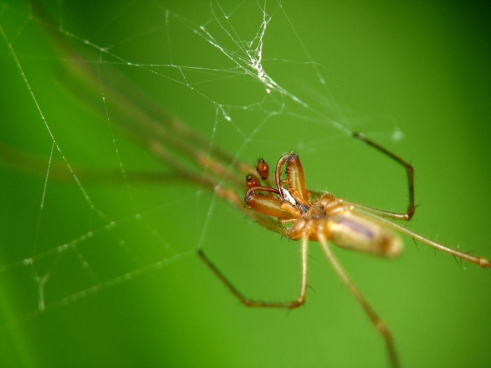 长脚蛛 螯牙特写<br />
金蛛总科 长脚蛛科