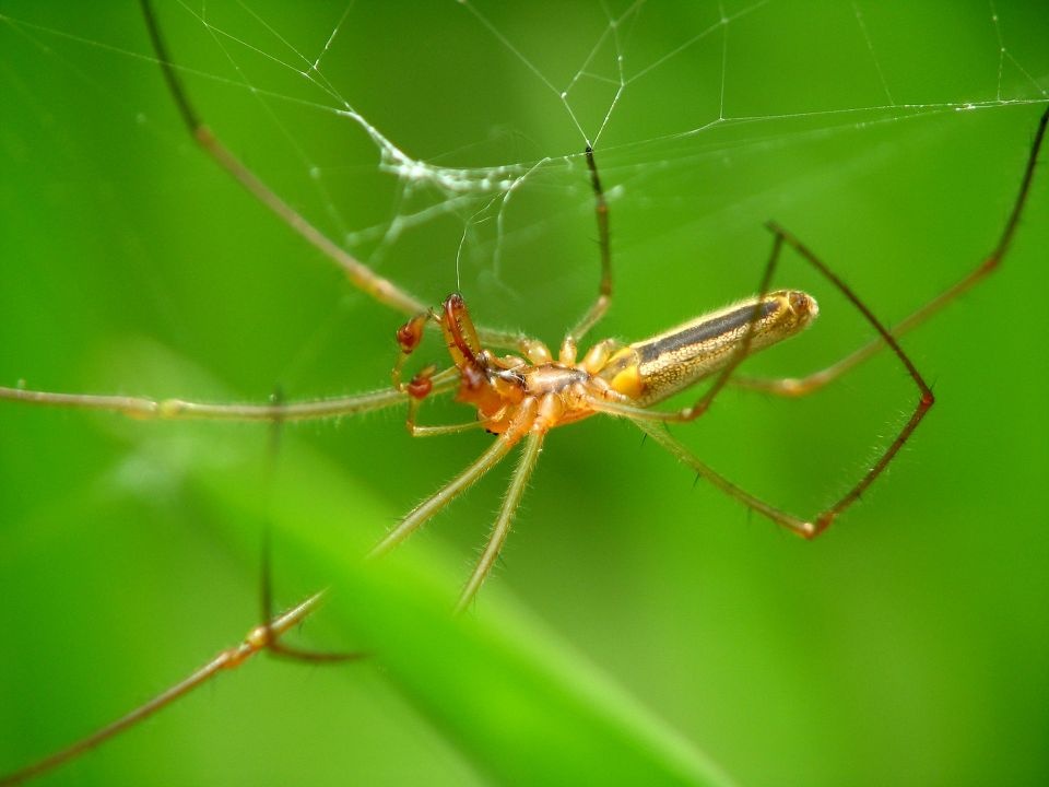长脚蛛<br />
行动很敏捷，不太好拍，用了近摄镜后，景深很浅，常常要等待一会才有机会