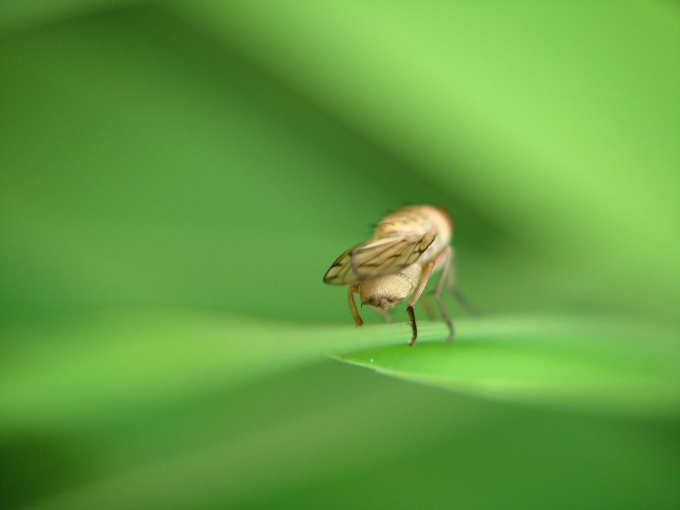 缟蝇的背影<br />
双翅目 缟蝇科 实在是太小了，不到5毫米，很不好拍