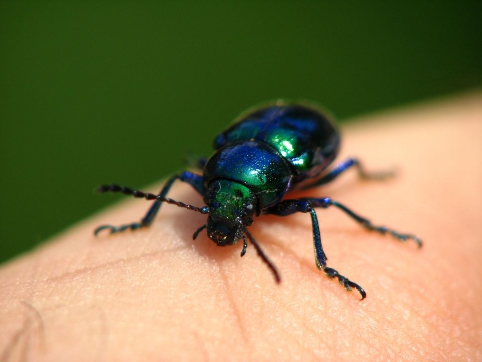 蓝金花虫<br />
鞘翅目 金花虫科