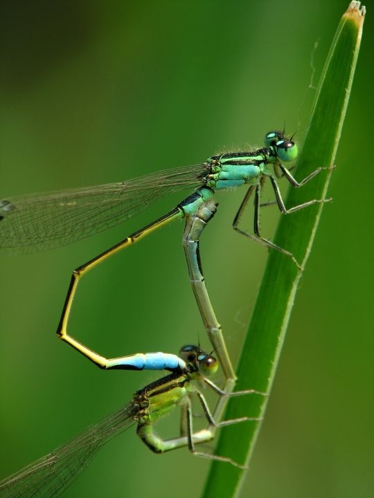 交配中的青纹细蟌<br />
均翅亚目 细蟌科