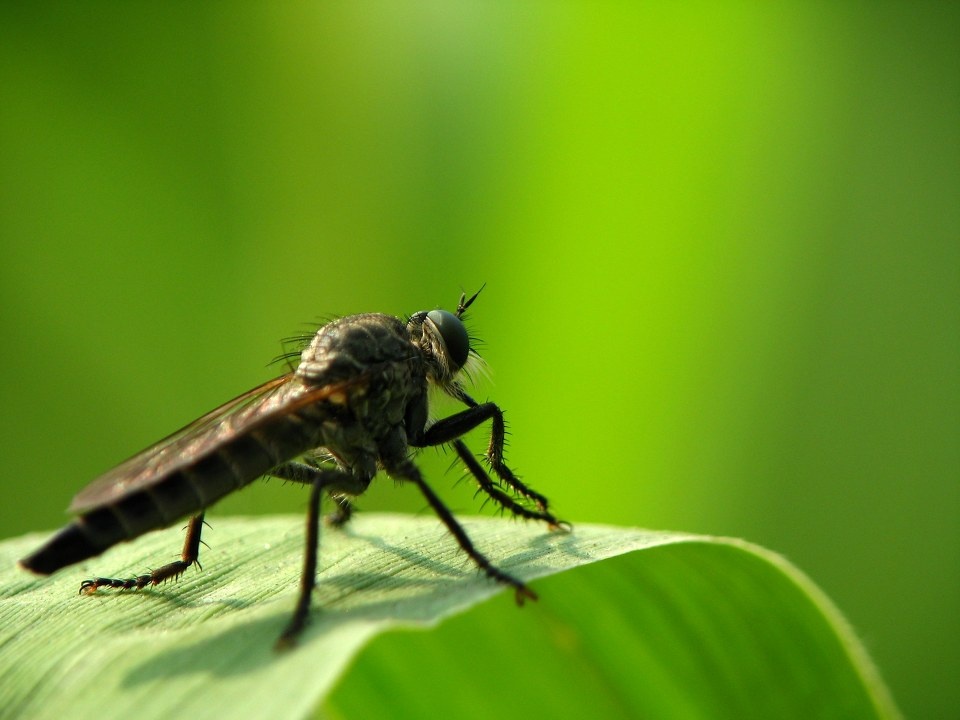 食虫虻<br />
双翅目 食虫虻科