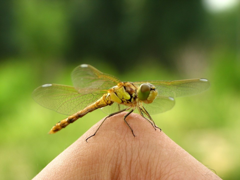 金黄蜻蜓<br />
在公园拍照的时候，一只蜻蜓友好的落到了我的手上<br /><br />
差翅亚目 蜻蜓科