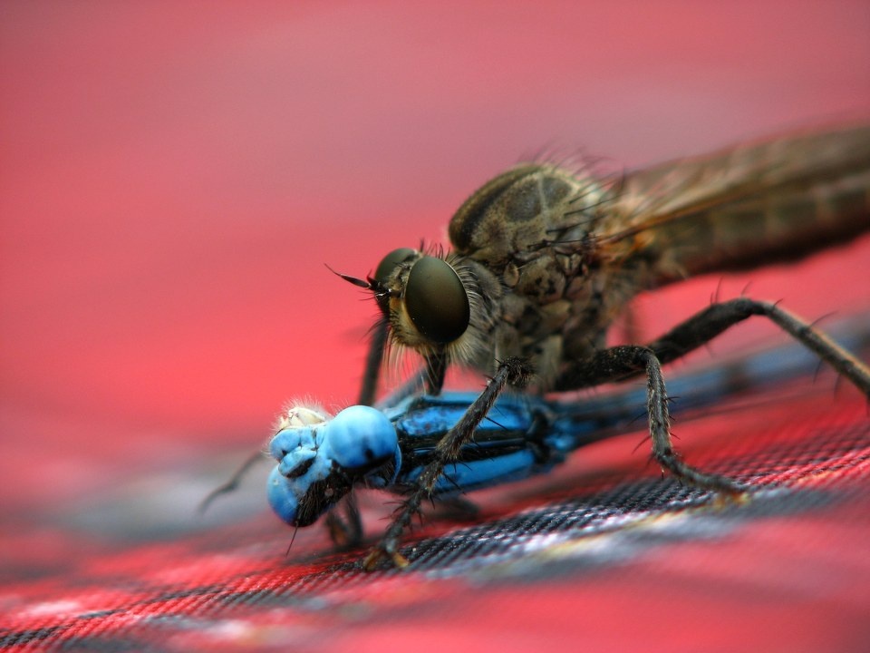 杀手的早餐<br />
摄于早上，一只食虫虻捕食到了一只蓝纹蟌落到了老妈的遮阳伞上。过程很精彩，全程都拍下了DV。