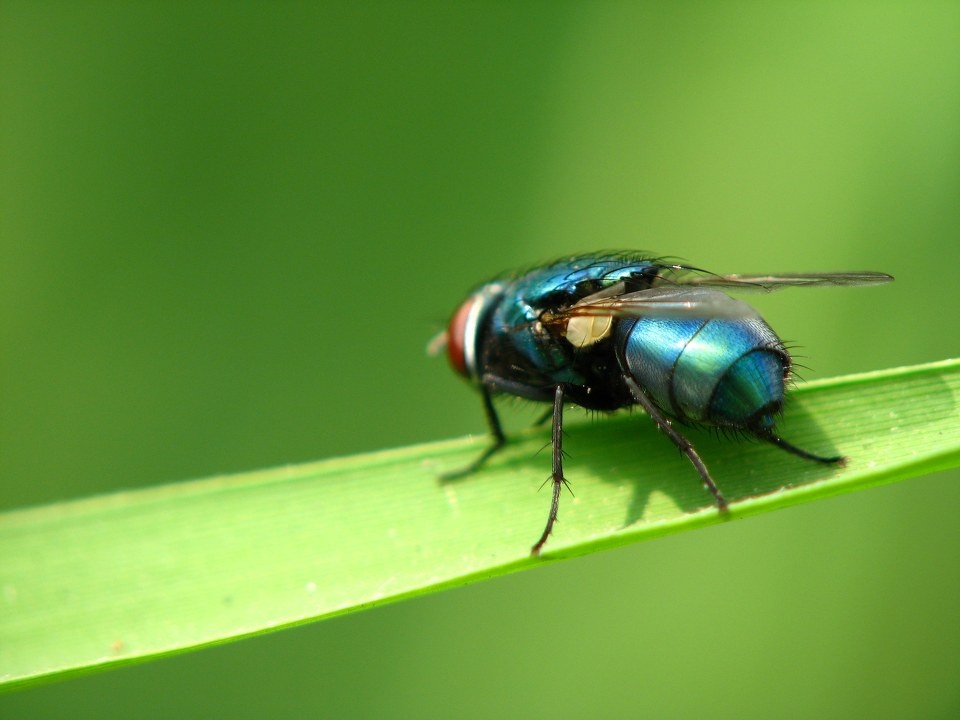 丽蝇<br />
一只漂亮的小丽蝇，颜色很迷人，阳光下泛着蓝绿色<br /><br />
双翅目 丽蝇科