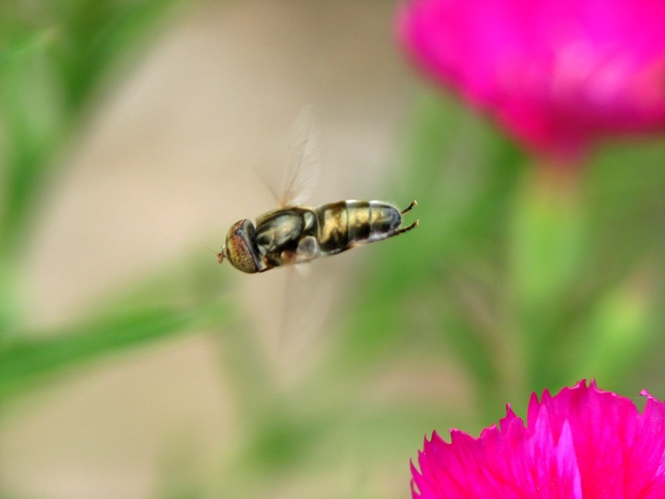 斑眼食蚜蝇<br />
一只飞行中的斑眼食蚜蝇，很迅速，只拍到了一张。俯冲着，很像对地攻击的战斗机