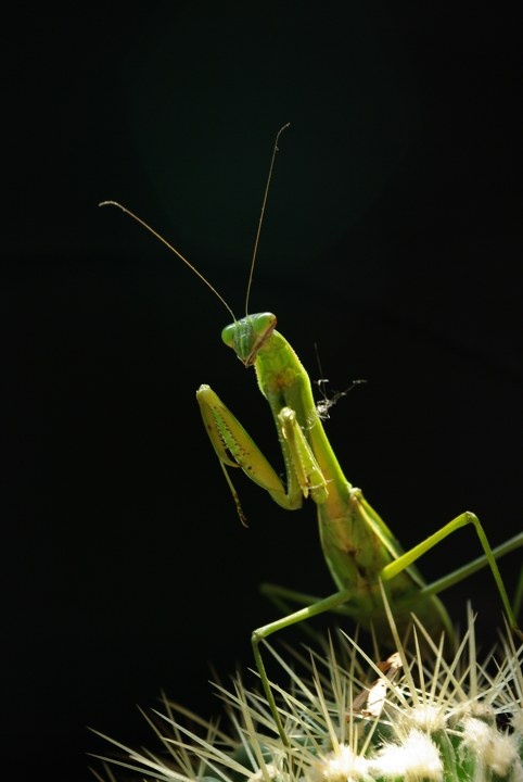 中华大刀螳<br />
直翅目 螳螂科