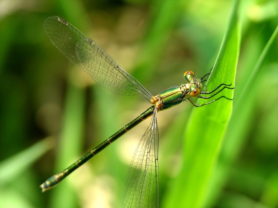 某种豆娘<br />
有可能是色蟌科的，待查