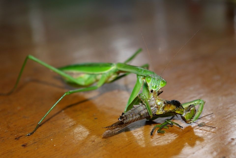 很残忍很暴力<br />
进食的中华大刀